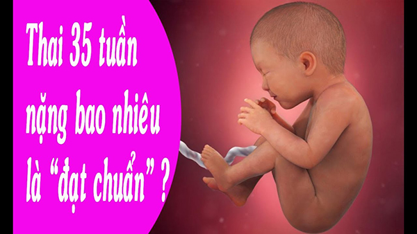 can-nang-thai-nhi-35-tuan Cân nặng thai nhi 35 tuần