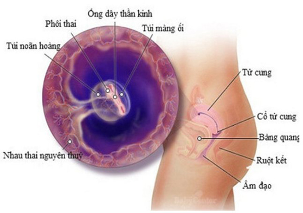 qua-trinh-thai-nhi-lam-to Quá trình thai nhi làm tổ