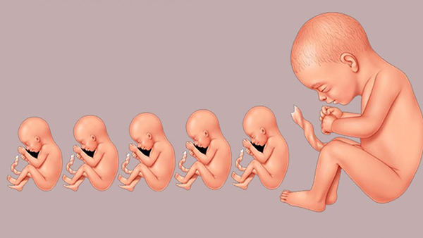 su-phat-trien-cua-thai-nhi Sự phát triển cua thai nhi