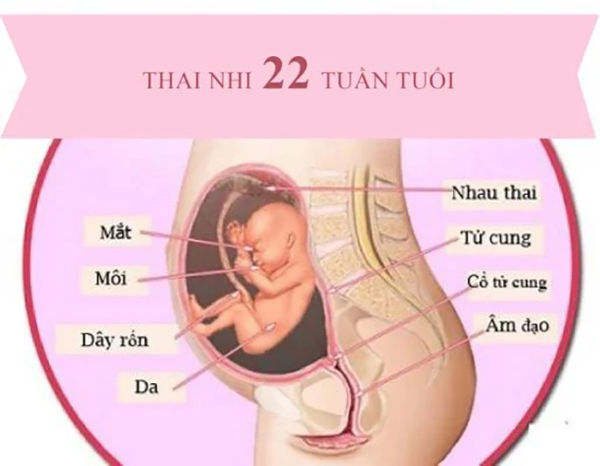 Thai nhi tuần 22