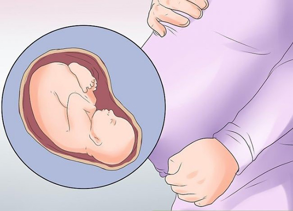 thai-nhi-nam-chuan Trên đây là hình ảnh về thai nhi có dáng nằm chuẩn, đầu chúc xuống và mông hướng lên