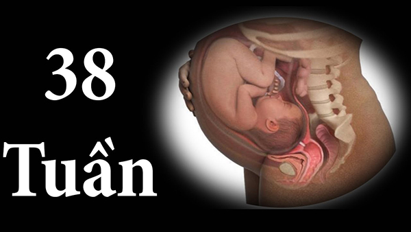 Thai nhi tuần 38